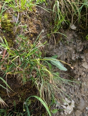 Carex firma, photograph (c) Grzegorz Grzejszczak, some rights reserved (CC BY-SA)