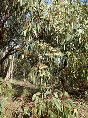 Eucalyptus tricarpa
