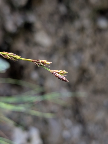 Carex firma, photograph 4