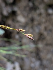 Carex firma, photograph (c) Grzegorz Grzejszczak, some rights reserved (CC BY-SA)
