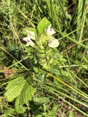 author not stated, no rights reserved Scutellaria supina, photograph author not stated, no rights reserved