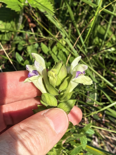 Scutellaria supina, photograph 6