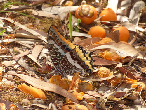 Vještica (Charaxes jasius)