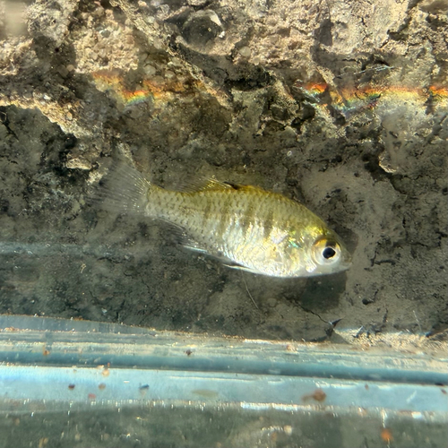 Pennyvis (Denariusa australis) — Ambassidae — 5