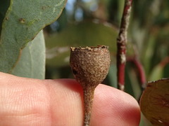 Eucalyptus tricarpa