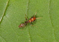Pseudomyrmex tenuis