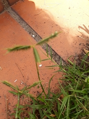 Dactyloctenium australe