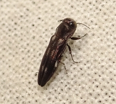 Agrilus pectoralis