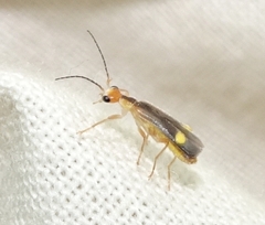 Malthinus occipitalis