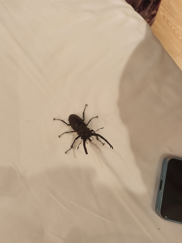 Lucanus hermani