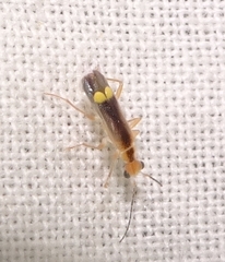 Malthinus occipitalis