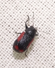 Pachybrachis cruentus