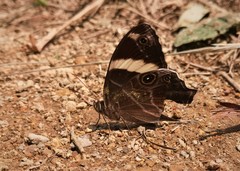 Lethe confusa enima