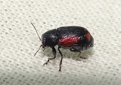 Pachybrachis cruentus