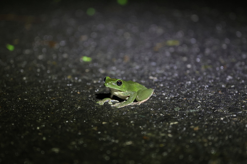 Denny's Tree Frog, Zhangixalus dennysi