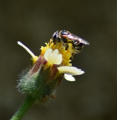 Pseudapis oxybeloides