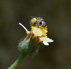 Pseudapis oxybeloides