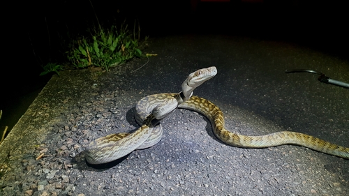 Australian Scrub Python sighting