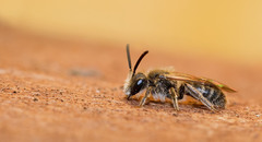 Andrena minutula