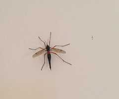 Tanyptera atrata