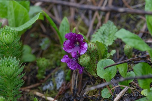 Primula tsariensis, photograph 1