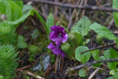 Primula tsariensis, photograph Wang.QG, CC BY, iNaturalist via GBIF
