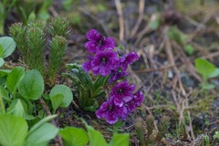 Primula tsariensis