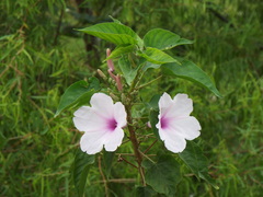 Ipomoea carnea