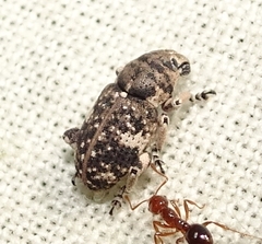 Colecerus marmoratus