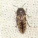 Acmaeodera neglecta - Photo (c) Russell Pfau, some rights reserved (CC BY-NC), uploaded by Russell Pfau