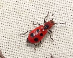 Pelonides quadrinotata