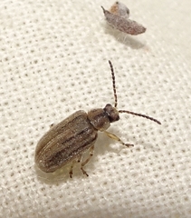 Ophraella
