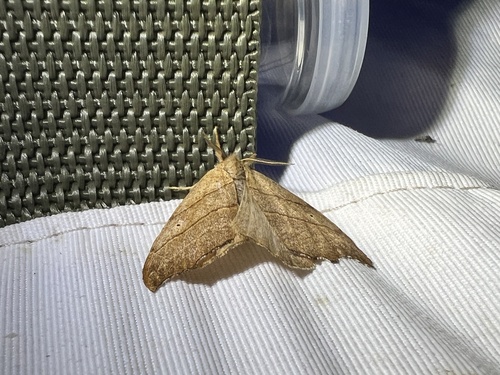Scalloped Hook-tip, Nationalpark Schiermonnikoog, Schiermonnikoog, Provinz Friesland, NL, photo 4 of 10