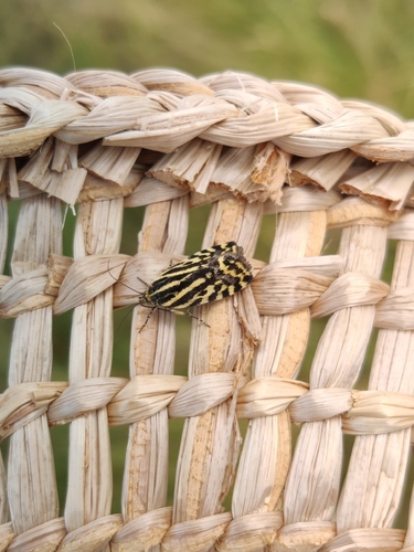 Spotted Sulphur