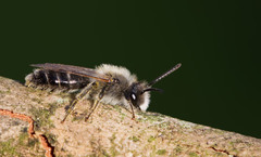 Andrena barbilabris