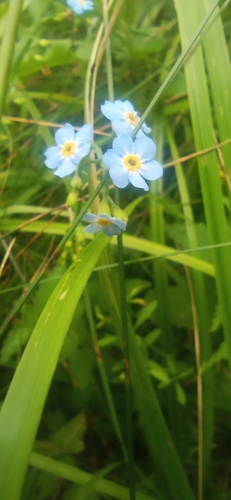 water forget-me-not
