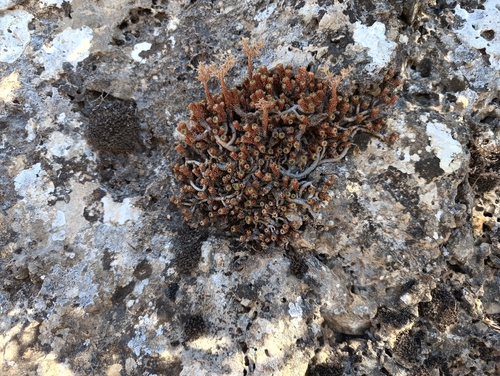 Sedum multiceps