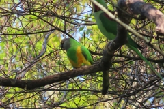 Poicephalus senegalus