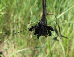 Ranunculus illyricus