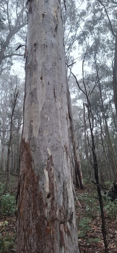 Eucalyptus mannifera observed 2026-07-11