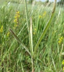 Ranunculus illyricus