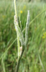 Ranunculus illyricus