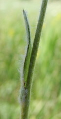 Ranunculus illyricus