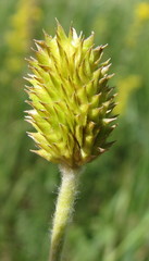 Ranunculus illyricus