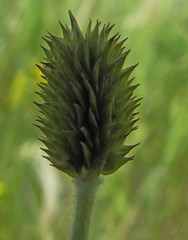 Ranunculus illyricus
