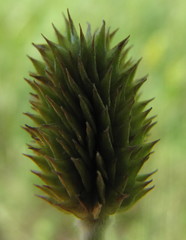 Ranunculus illyricus