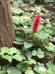 Acalypha chamaedrifolia