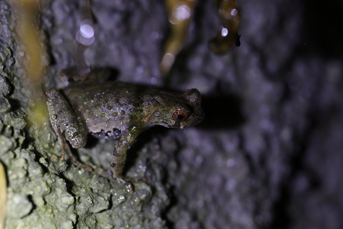 Boettger's Horned Toad, Boulenophrys boettgeri