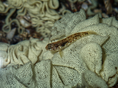 Bathygobius cocosensis