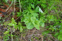 Saponaria officinalis